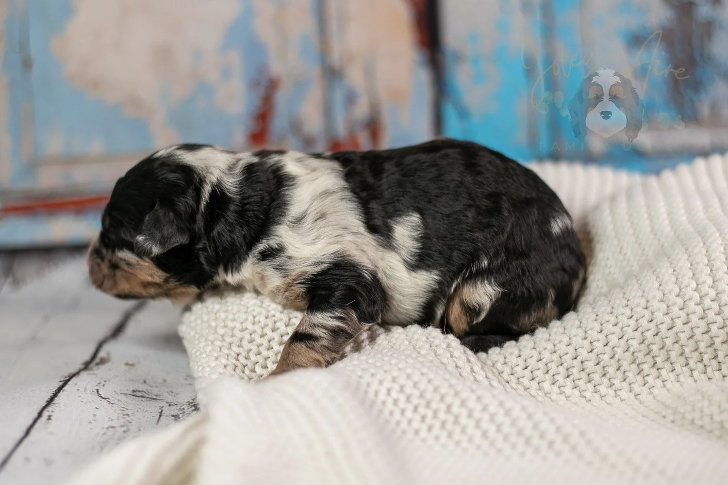 Artemisia Bernedoodle Puppy-156.jpg