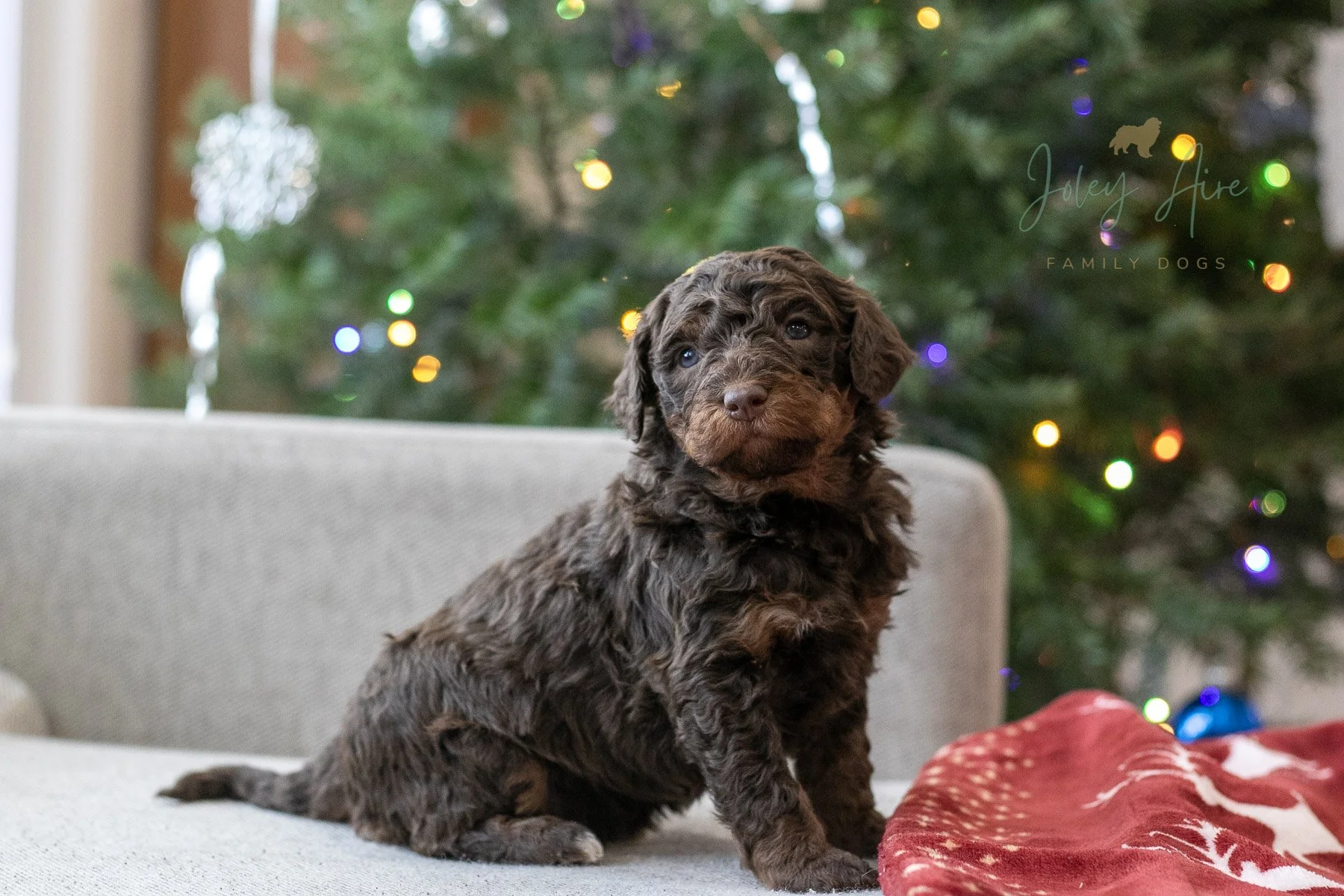 Arwen - Chocolate Bernedoodle Puppy