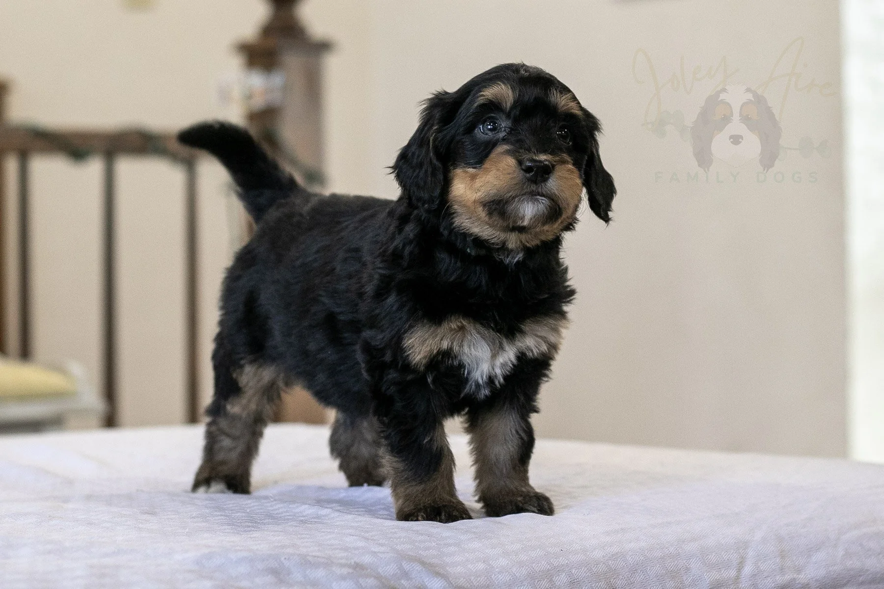 Elbrus 🔴 Reserved