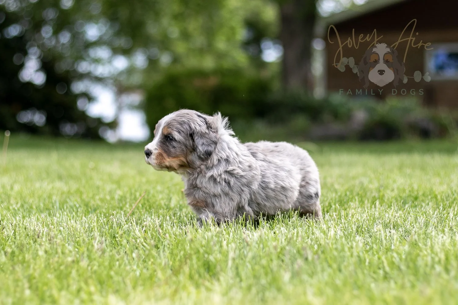 Drum Bernedoodle Puppy-18.jpg