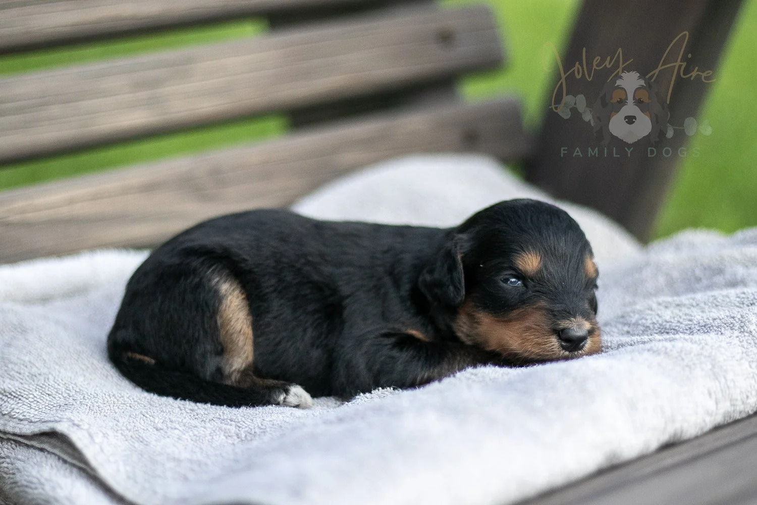Mini Mae Bernedoodle Puppy-08.jpg