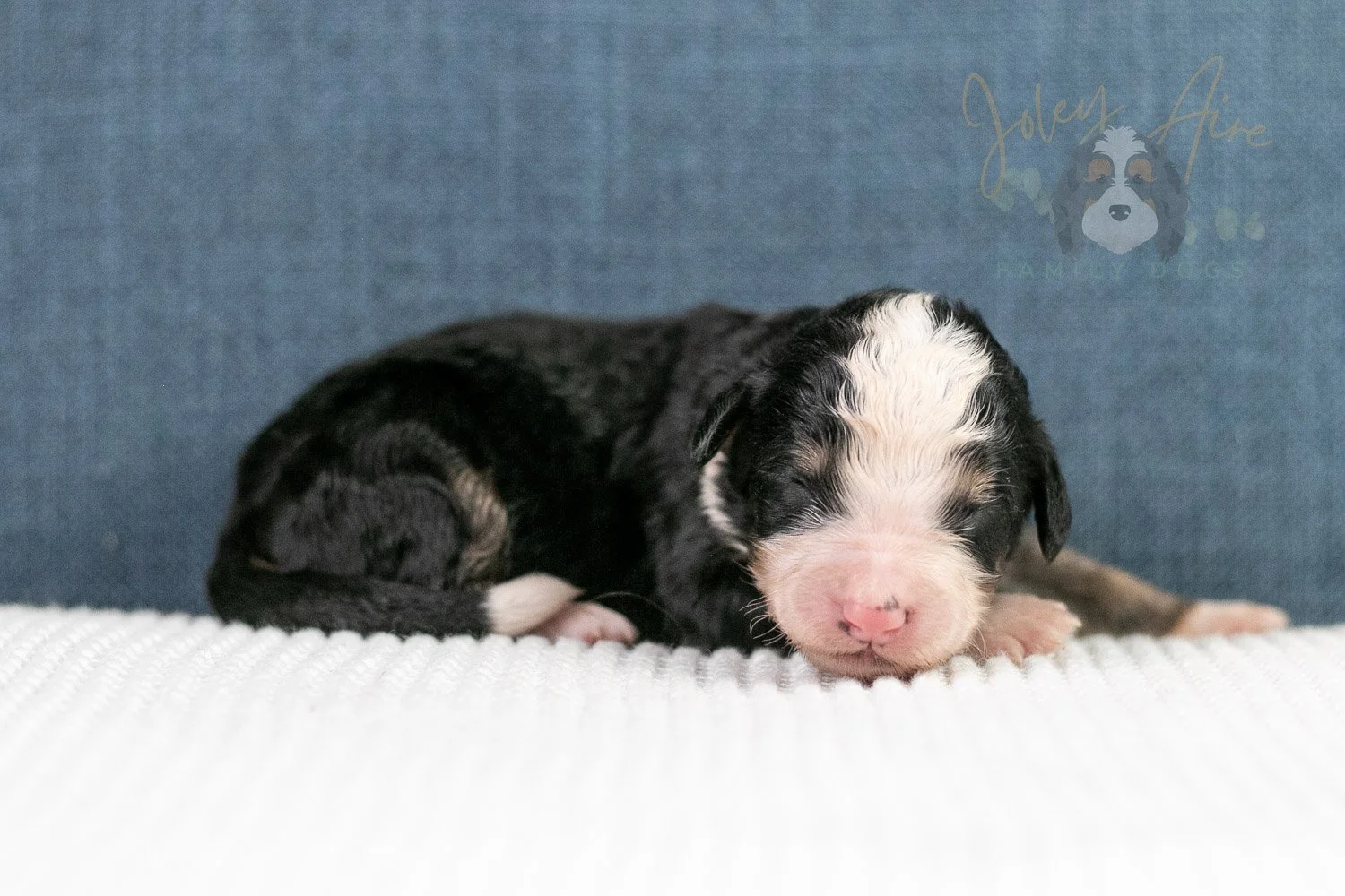 Archer Bernedoodle Puppy-69.jpg