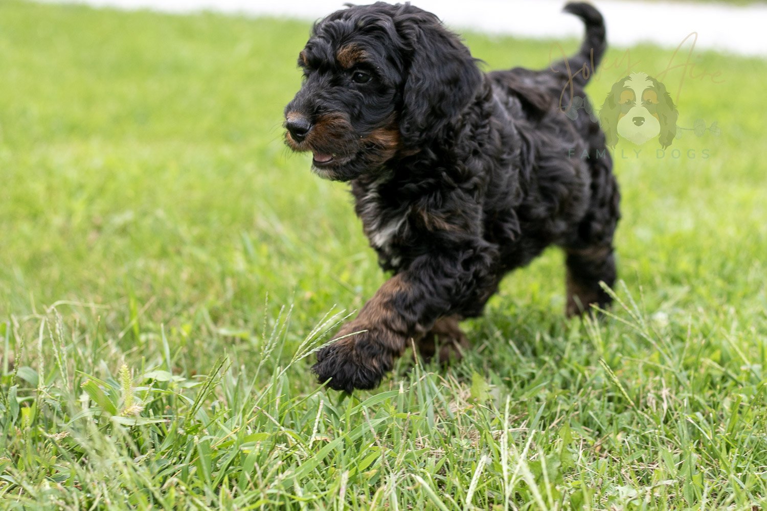 Denali Bernedoodle Puppy-91.jpg