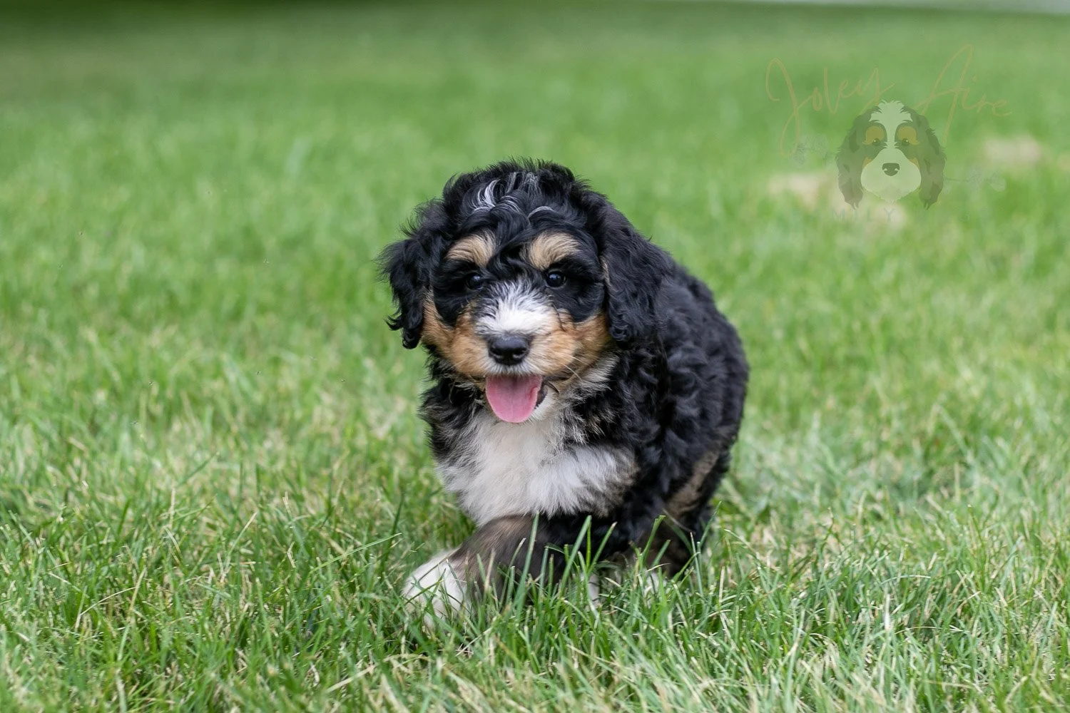 Walter Bernedoodle Puppy-24.jpg