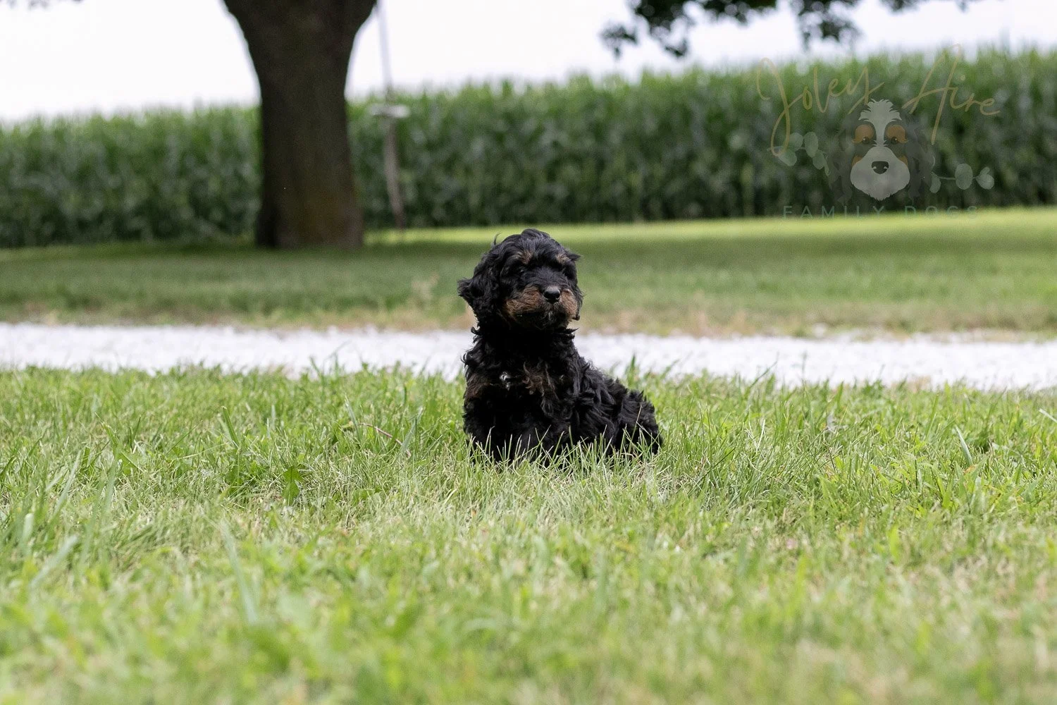 Bryce Bernedoodle Puppy-74.jpg