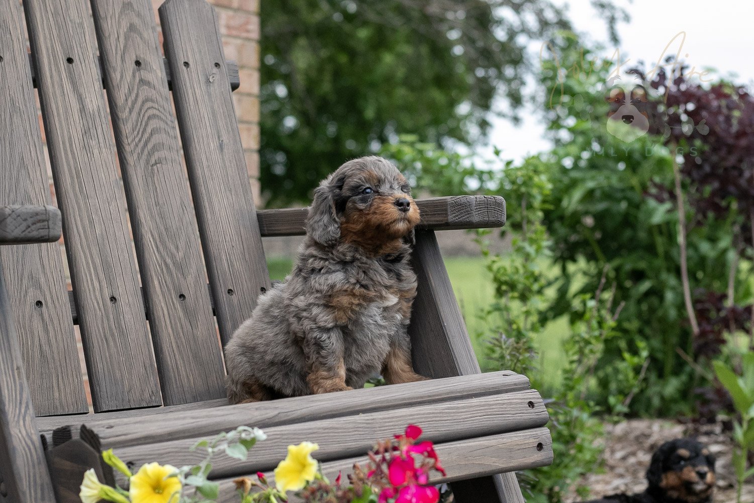 Flute Bernedoodle Puppy-12.jpg