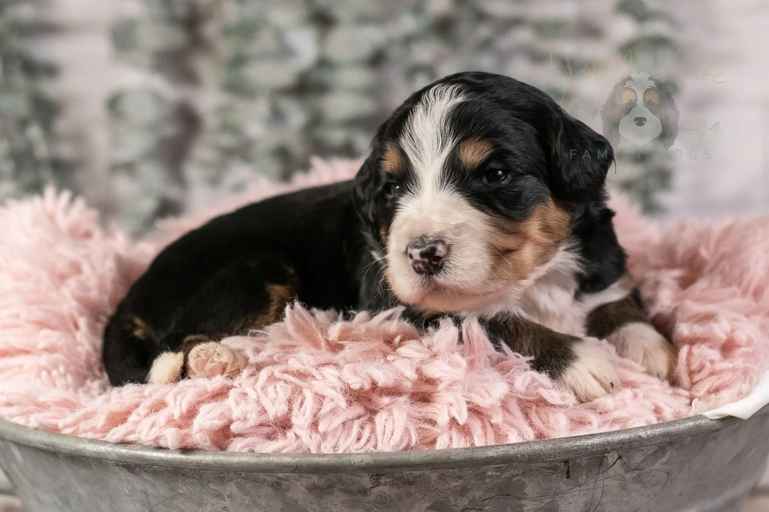 Trumpet Bernedoodle Puppy-26.jpg