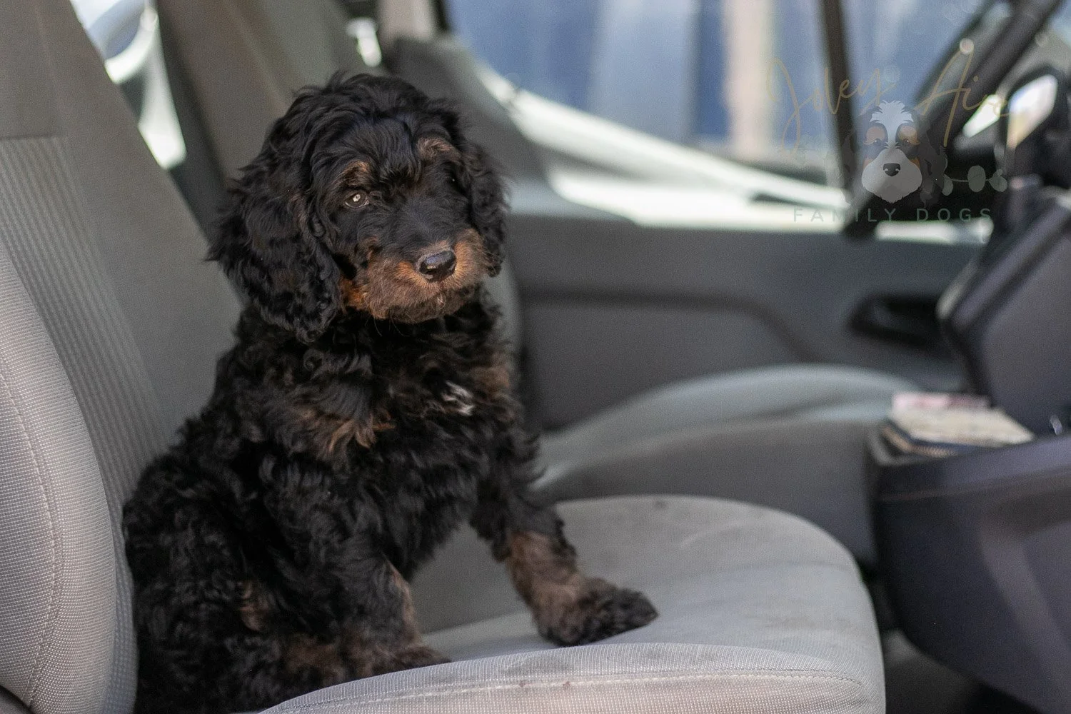 Bryce Bernedoodle Puppy-411.jpg