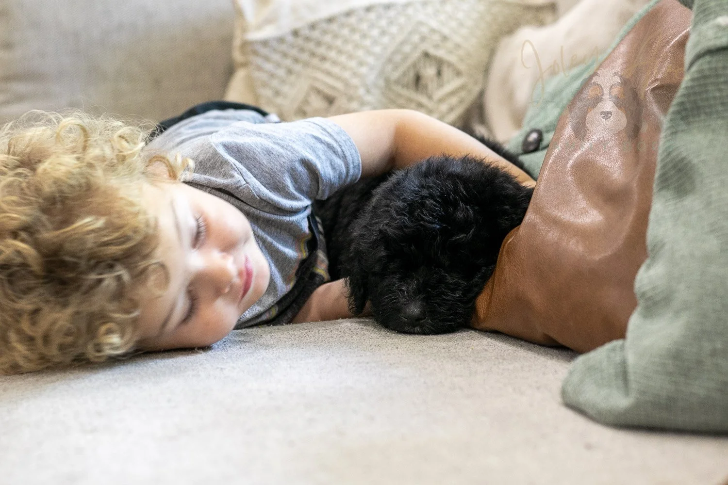 Claude Bernedoodle Puppy-229.jpg