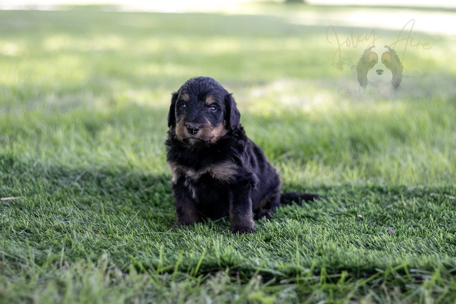 Gilbert Blythe Bernedoodle Puppy-589.jpg