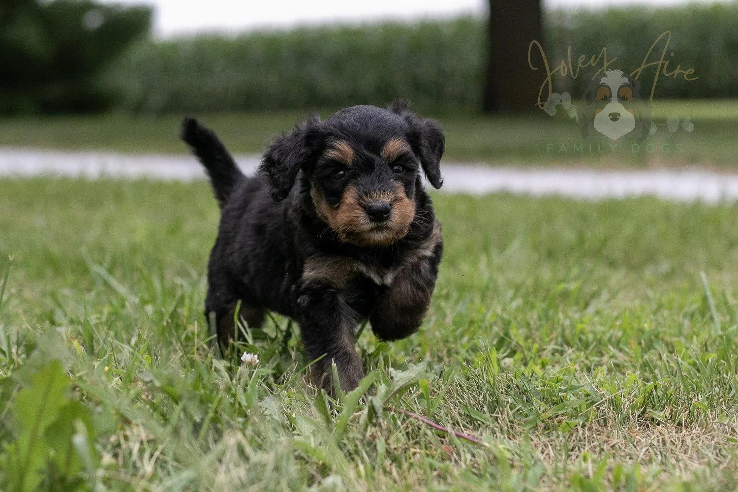Mini Mae Bernedoodle Puppy-93.jpg