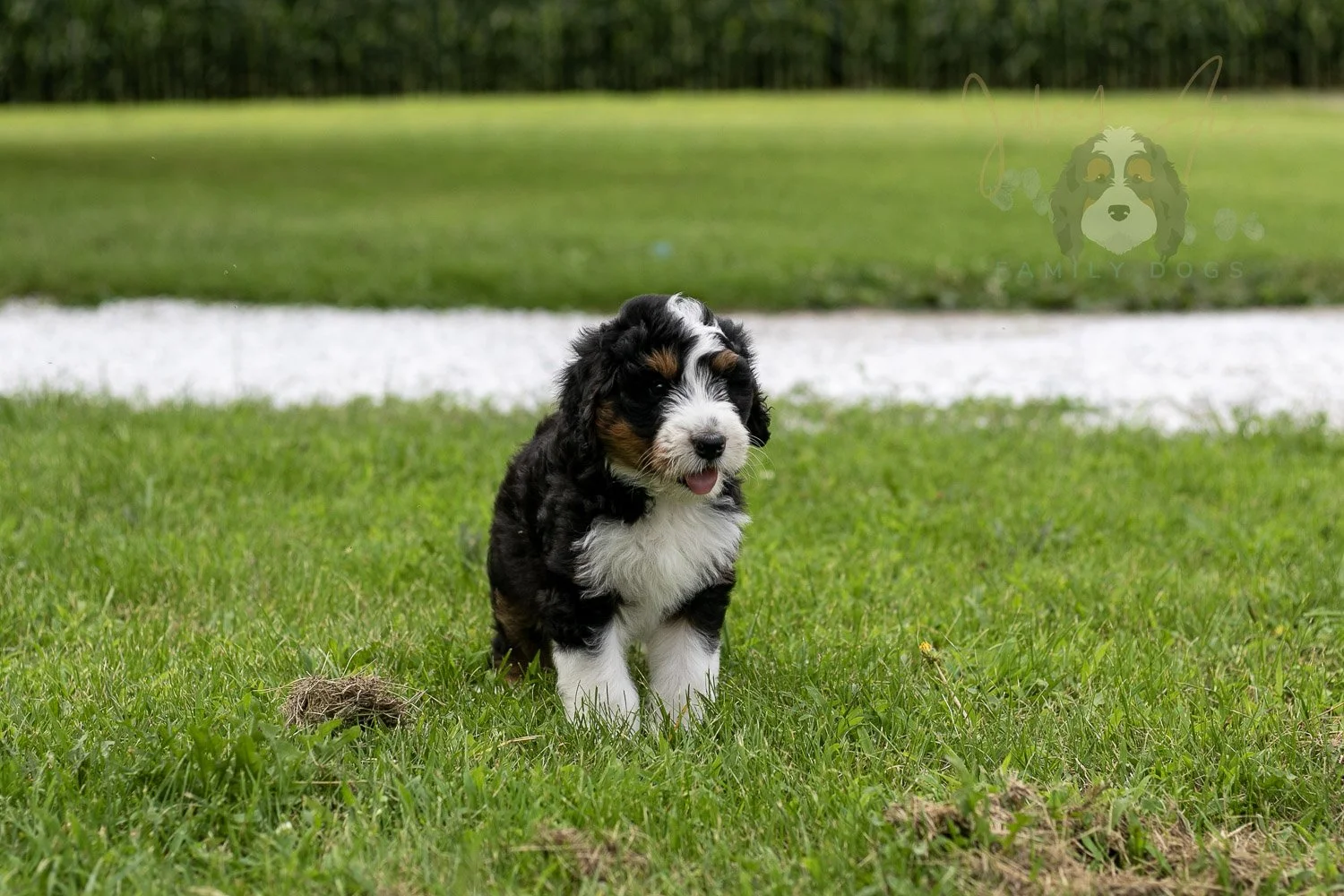 Zion Bernedoodle Puppy-84.jpg