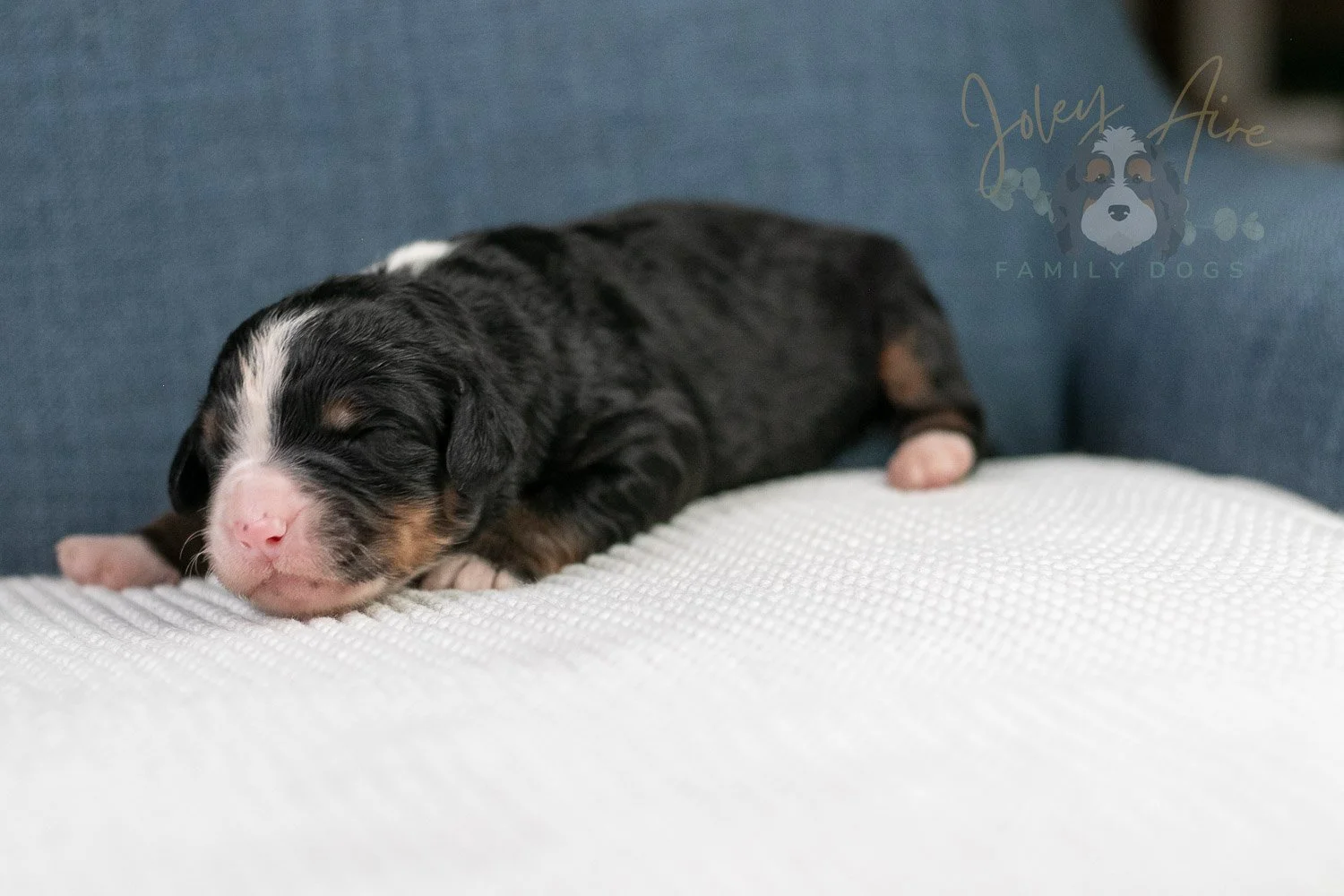 Ashley Bernedoodle Puppy-34.jpg