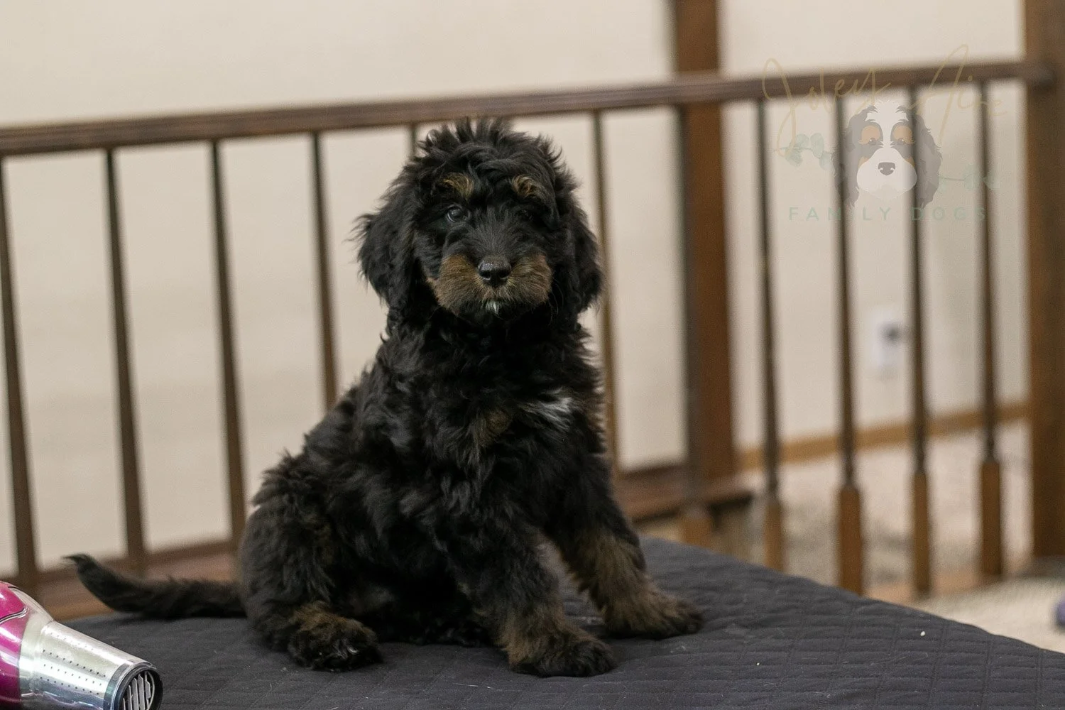 Olympic Bernedoodle Puppy-452.jpg