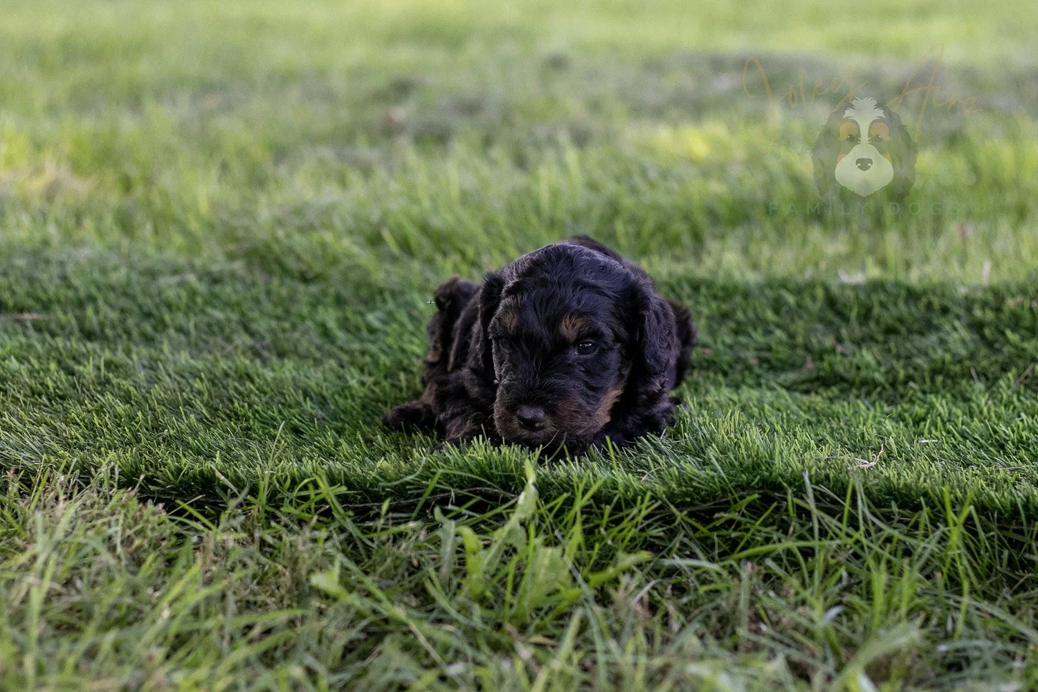 Bryce Bernedoodle Puppy-394.jpg