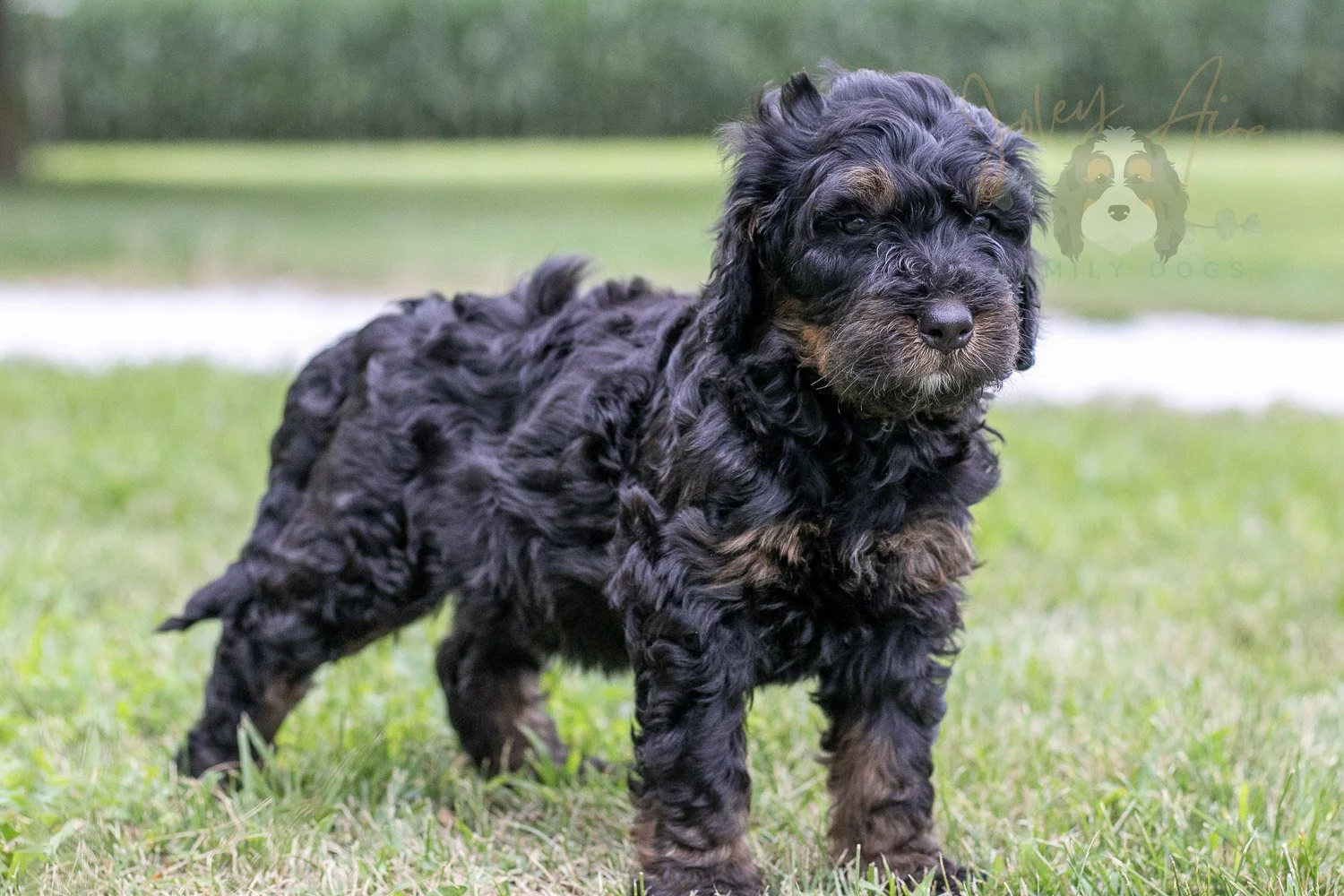 Acadia Bernedoodle Puppy-92.jpg