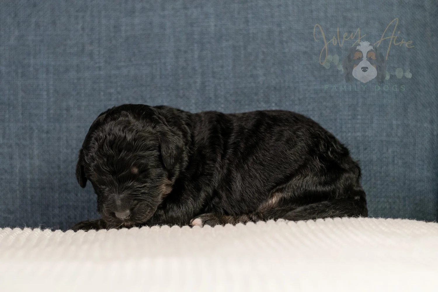 Amy Bernedoodle Puppy-108.jpg