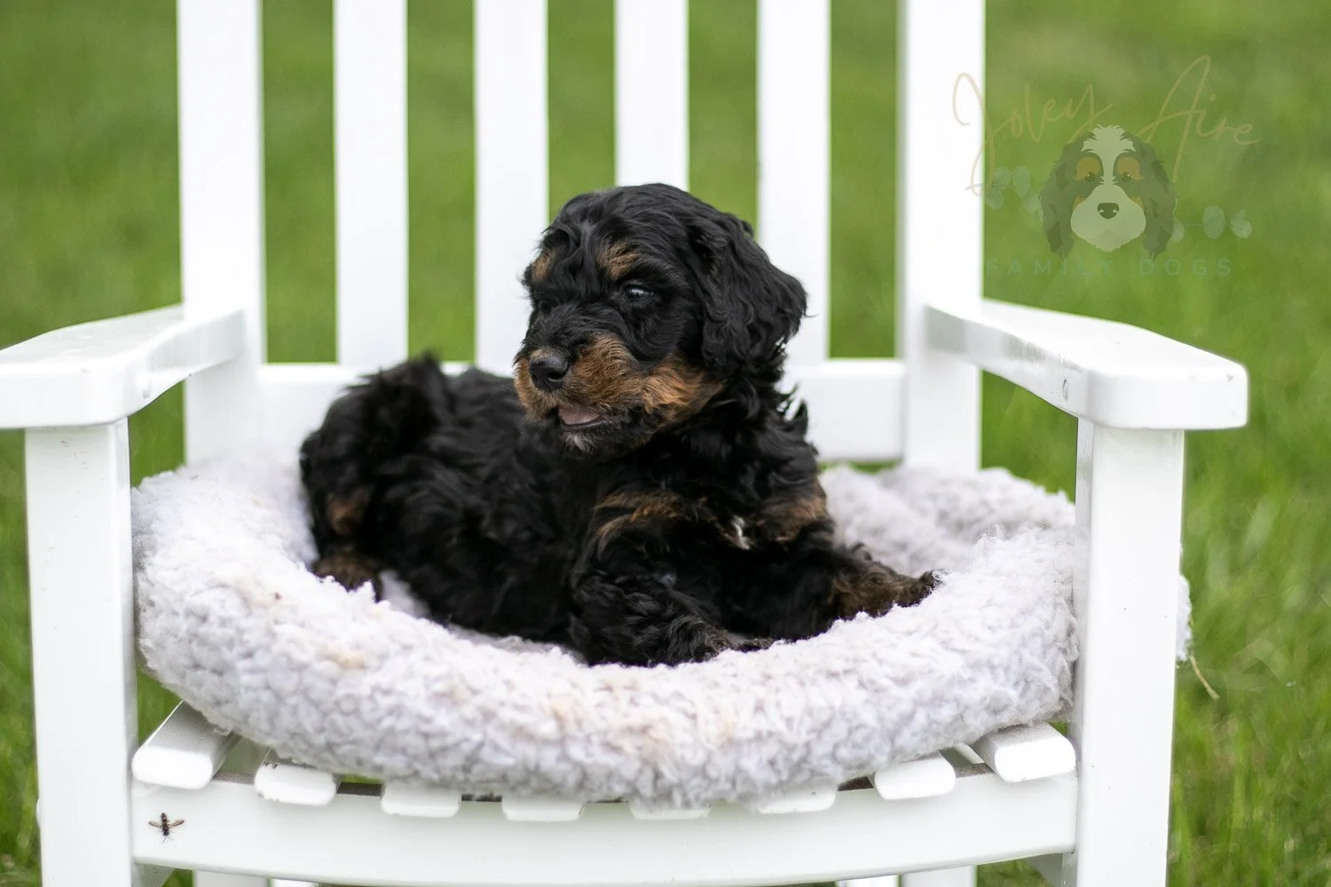 Bryce Bernedoodle Puppy-801.jpg