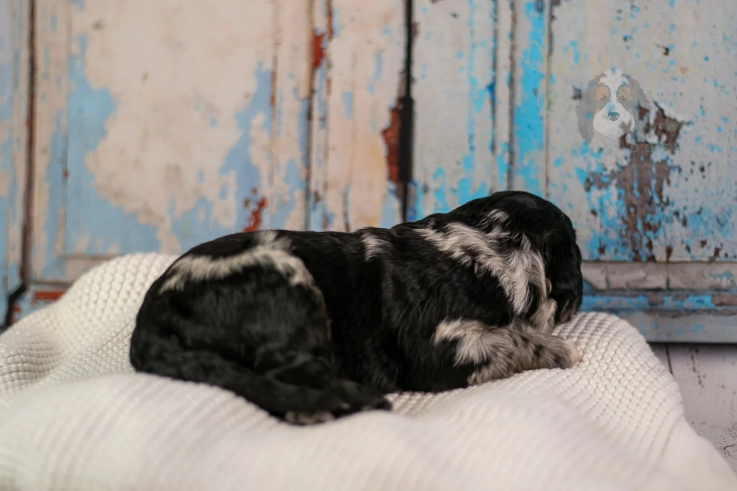 Bob Ross Bernedoodle Puppy-294.jpg