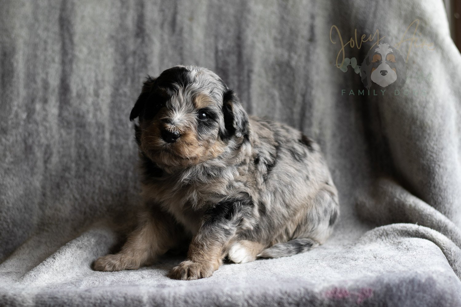 Frida Bernedoodle Puppy-152.jpg