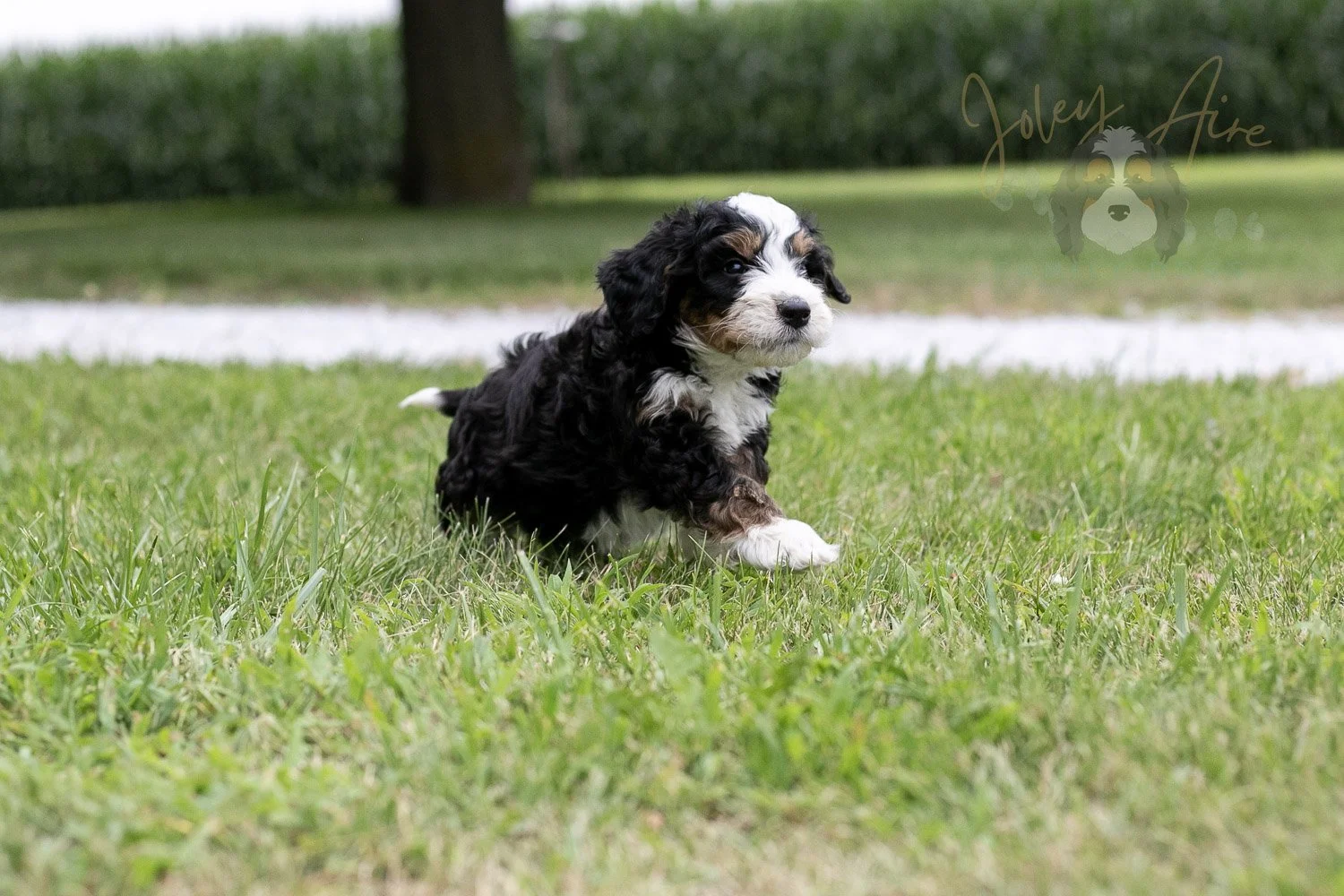 Yellowstone Bernedoodle Puppy-49.jpg