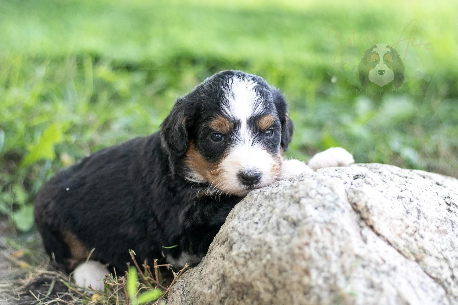 Diana Barry Bernedoodle Puppy-569.jpg