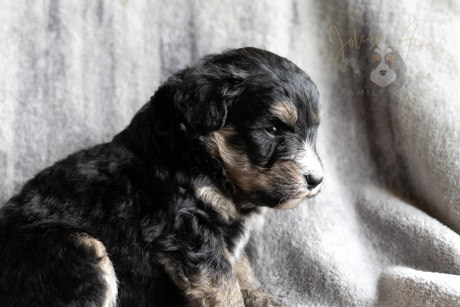 Da Vinci Bernedoodle Puppy-158.jpg
