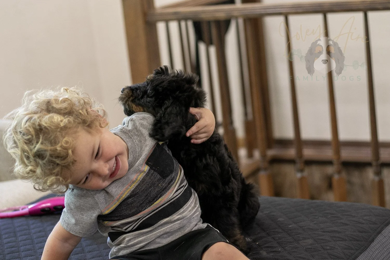 Olympic Bernedoodle Puppy-450.jpg