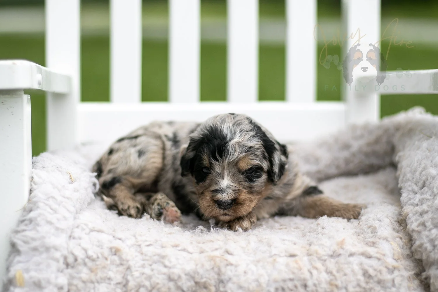 Frida Kahlo Bernedoodle Puppy-726.jpg