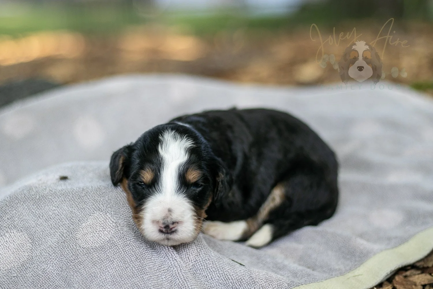 Zion Bernedoodle Puppy-91.jpg