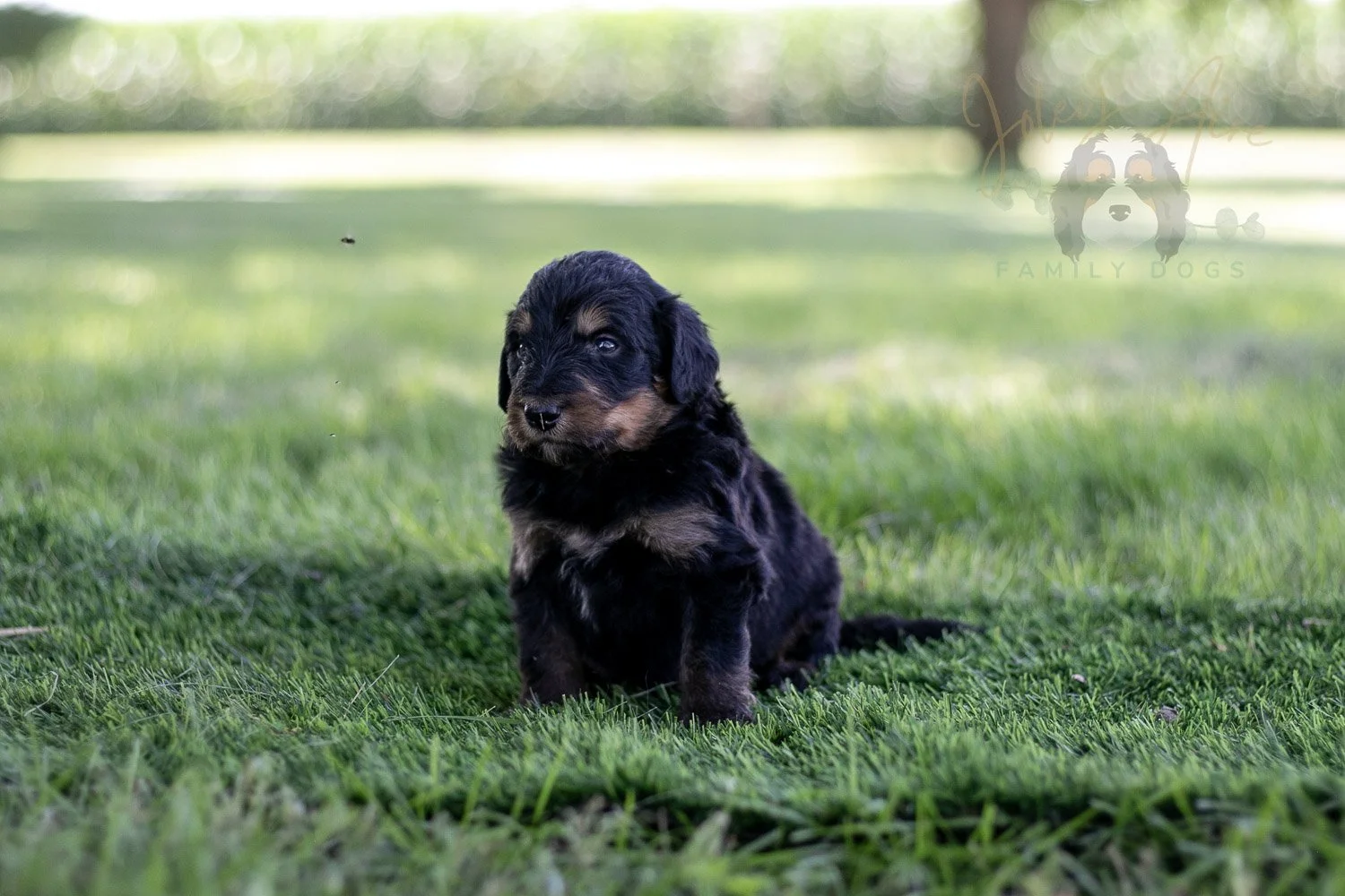 Gilbert Blythe Bernedoodle Puppy-591.jpg
