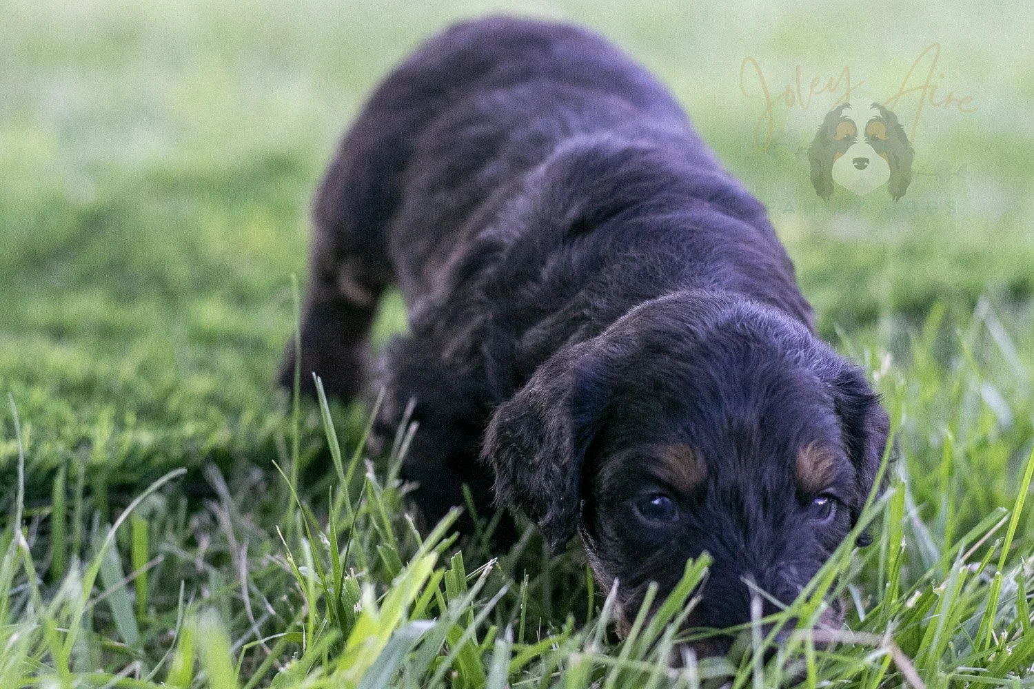 Olympic Bernedoodle Puppy-358.jpg