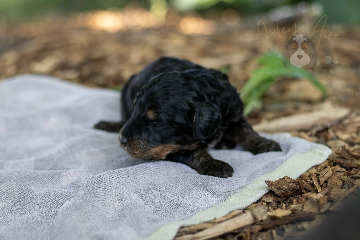 Bryce Bernedoodle Puppy-147.jpg