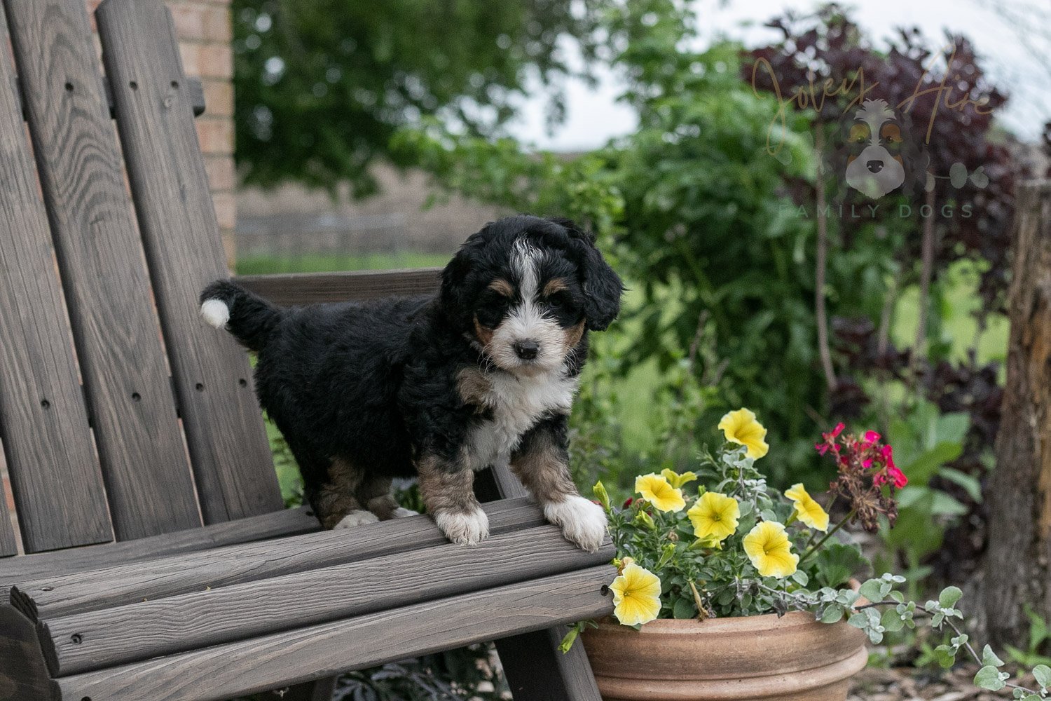 Trumpet Bernedoodle Puppy-5.jpg