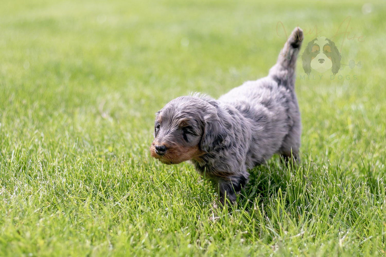 Flute Bernedoodle Puppy-23.jpg