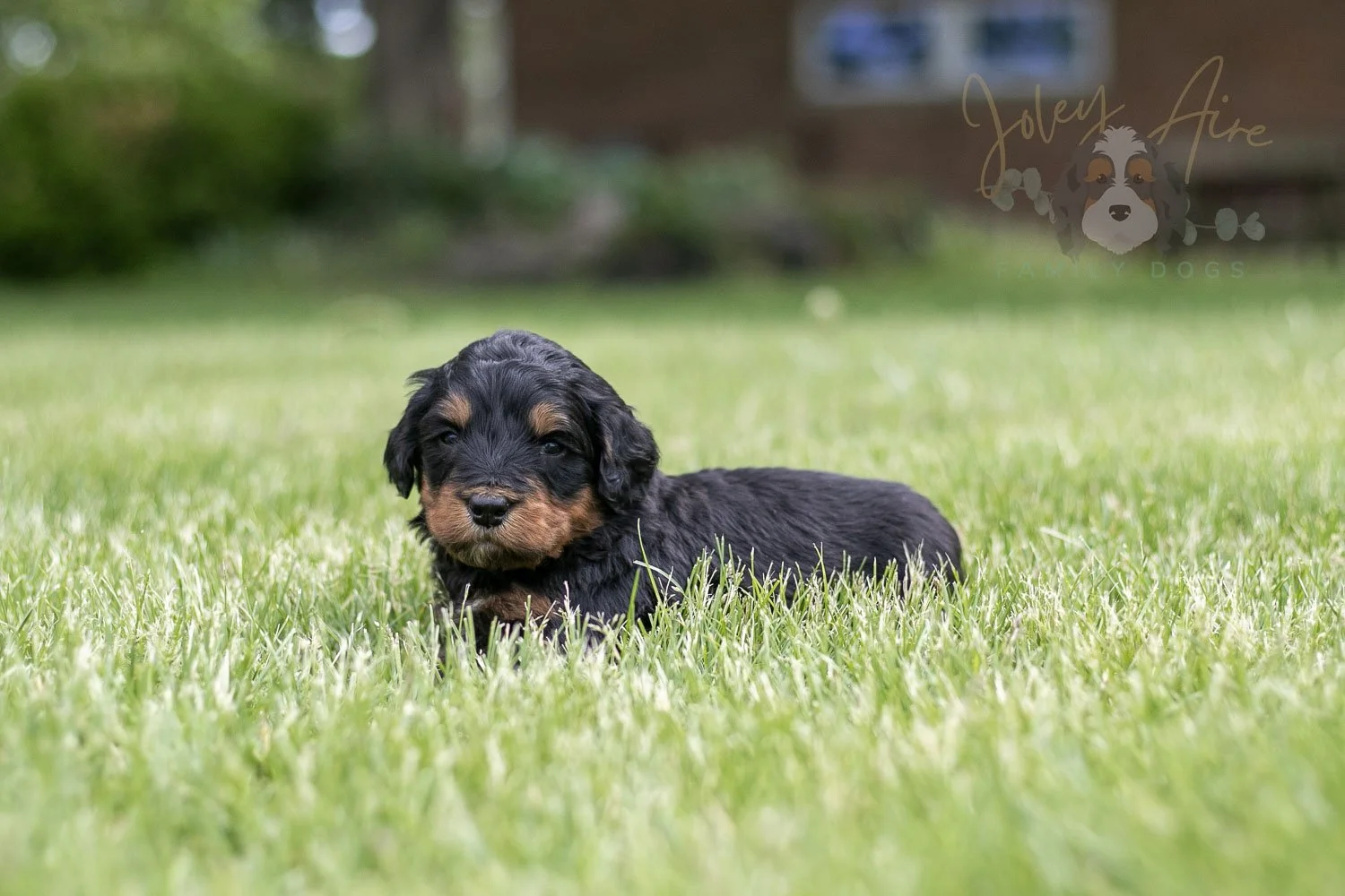Guitar  Bernedoodle Puppy-117.jpg
