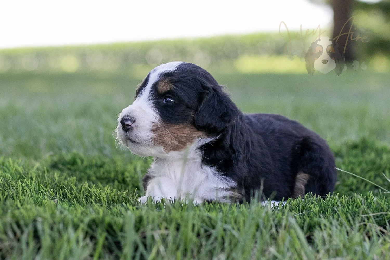 Zion Bernedoodle Puppy-336.jpg