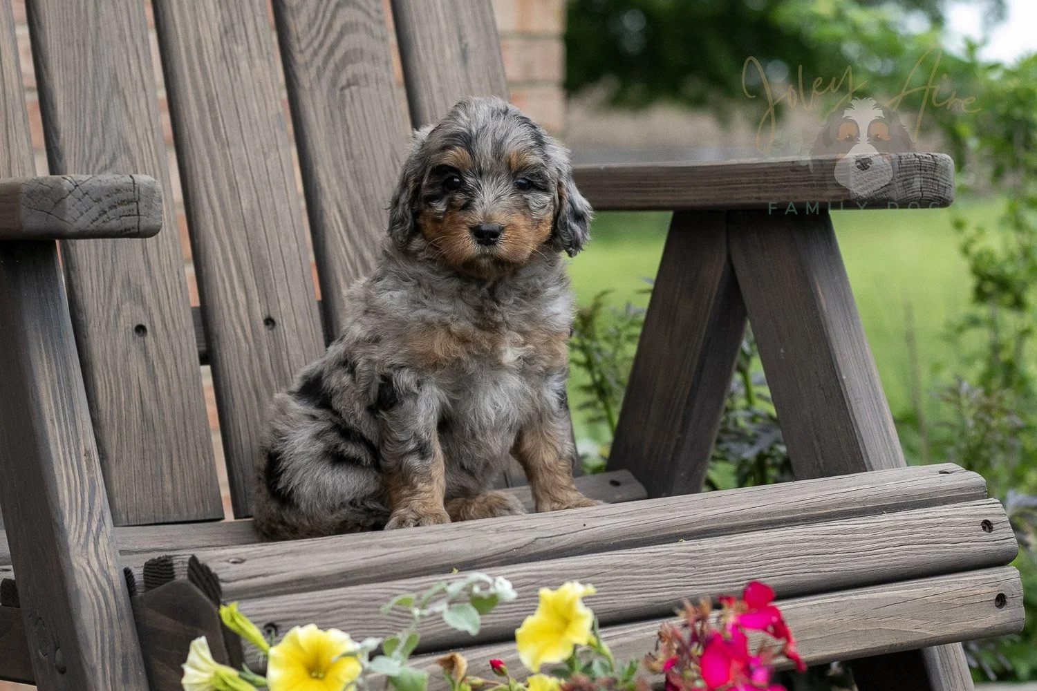 Ukulele Bernedoodle Puppy-15.jpg