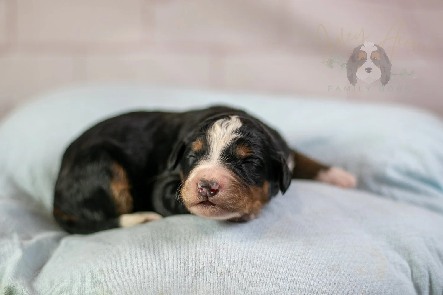 Diana Bernedoodle Puppy-43.jpg