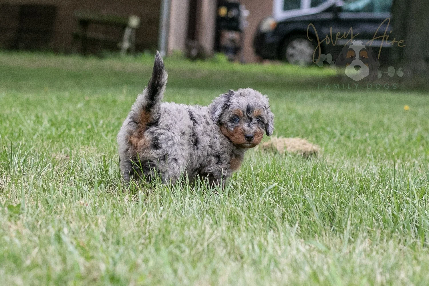 Marilla Cuthbert Bernedoodle Puppy-58.jpg