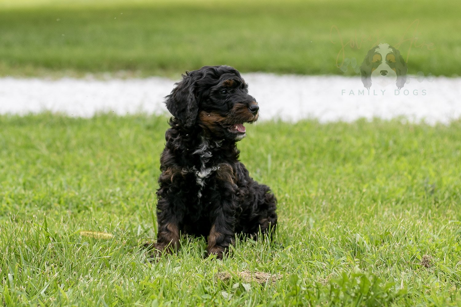 Denali Bernedoodle Puppy-106.jpg