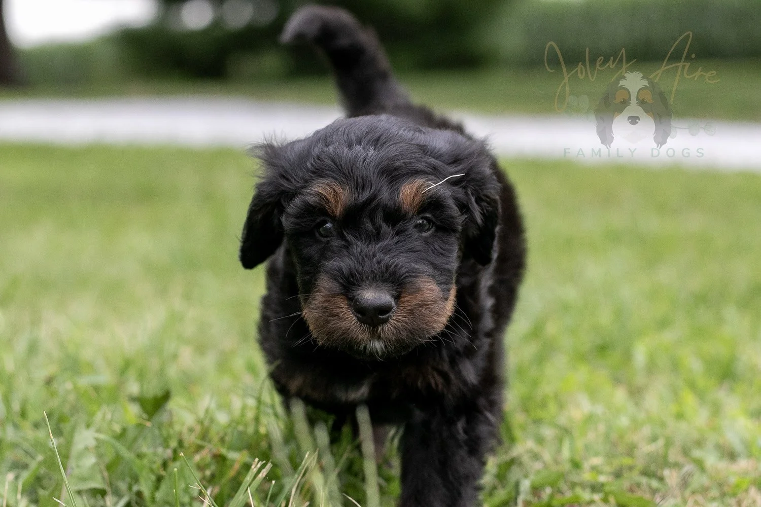Olympic Bernedoodle Puppy-35.jpg