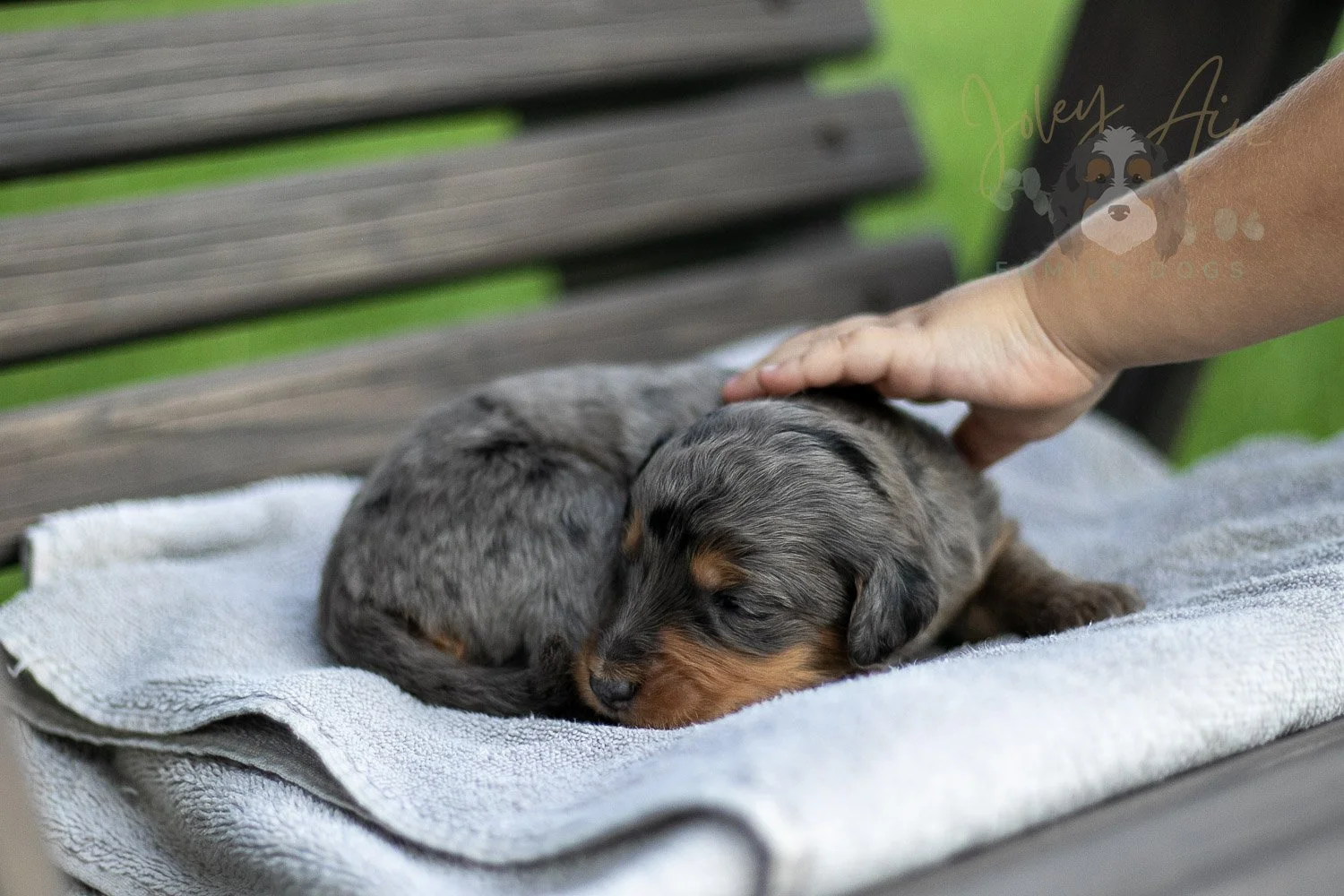 Josie Pye Bernedoodle Puppy-01.jpg
