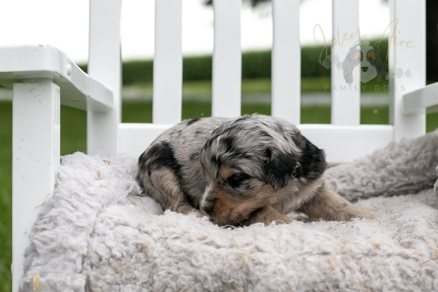 Mary Cassatt Bernedoodle Puppy-678.jpg