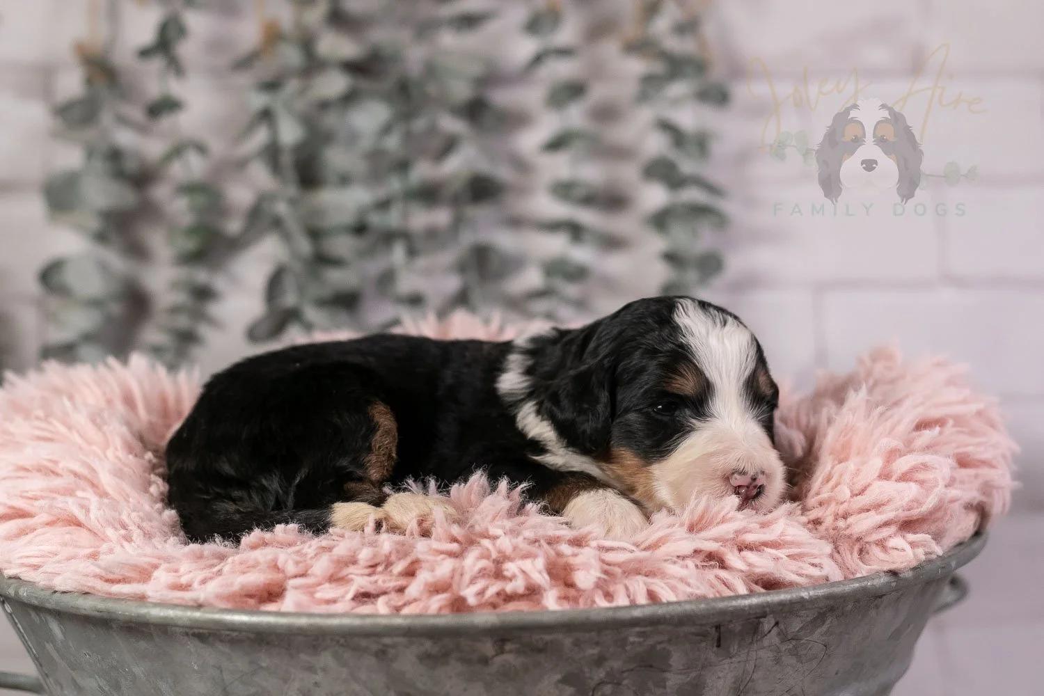 Harmonica Bernedoodle Puppy-30.jpg