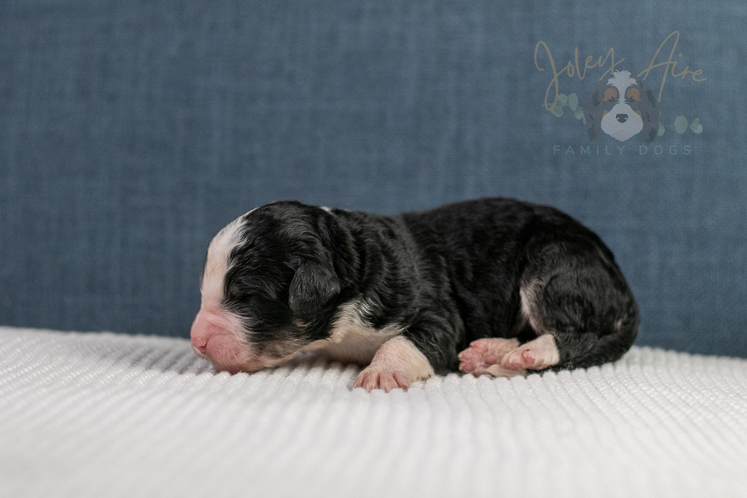Auggie Bernedoodle Puppy-59.jpg