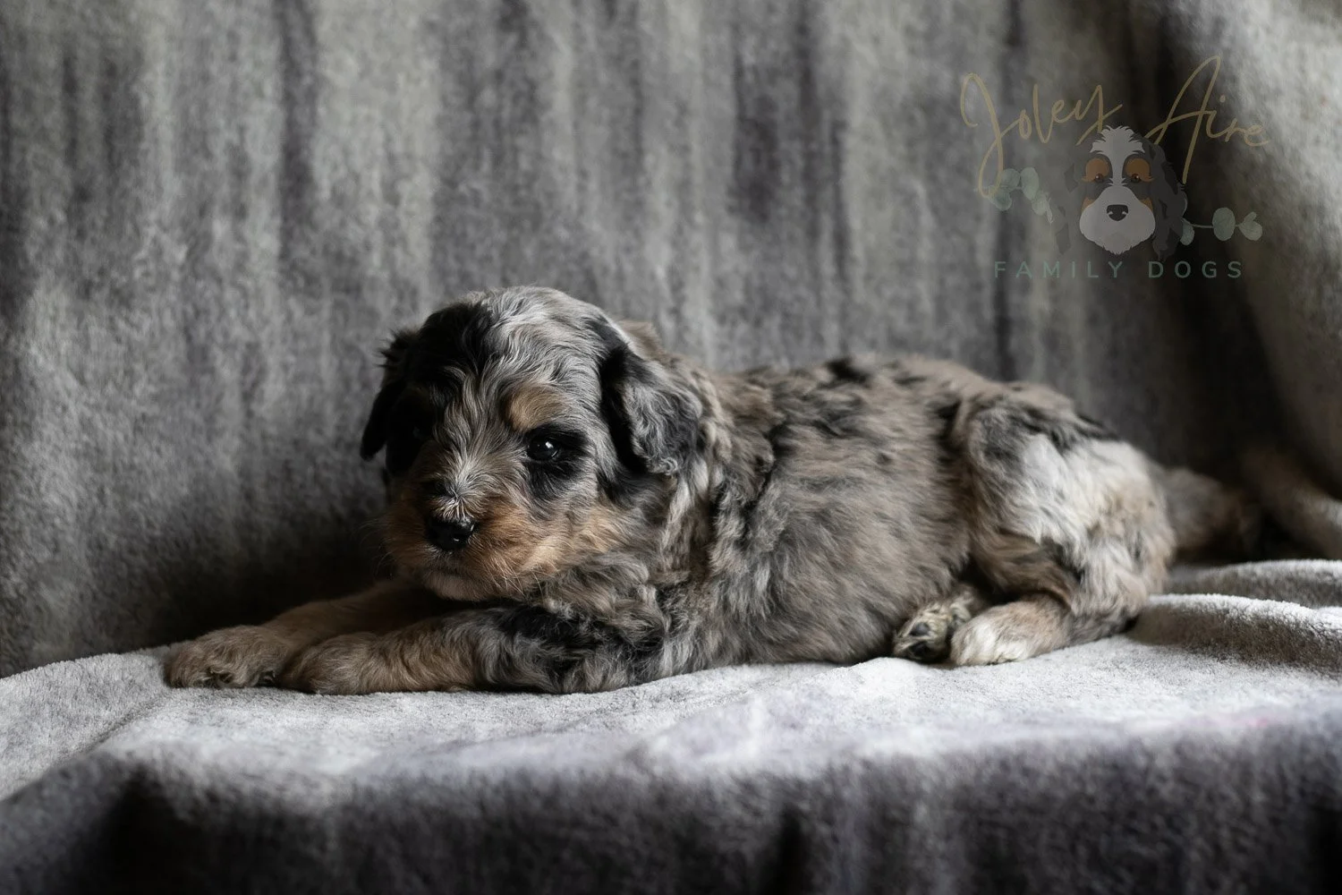 Frida Bernedoodle Puppy-143.jpg