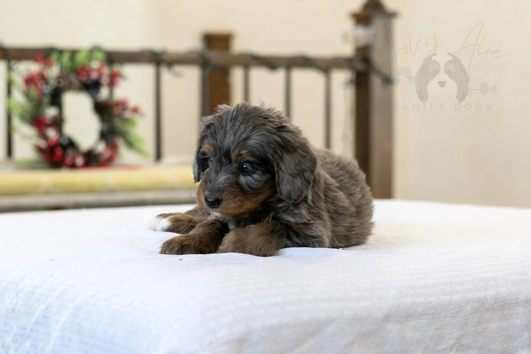 Eiger Bernedoodle Puppy-01.jpg