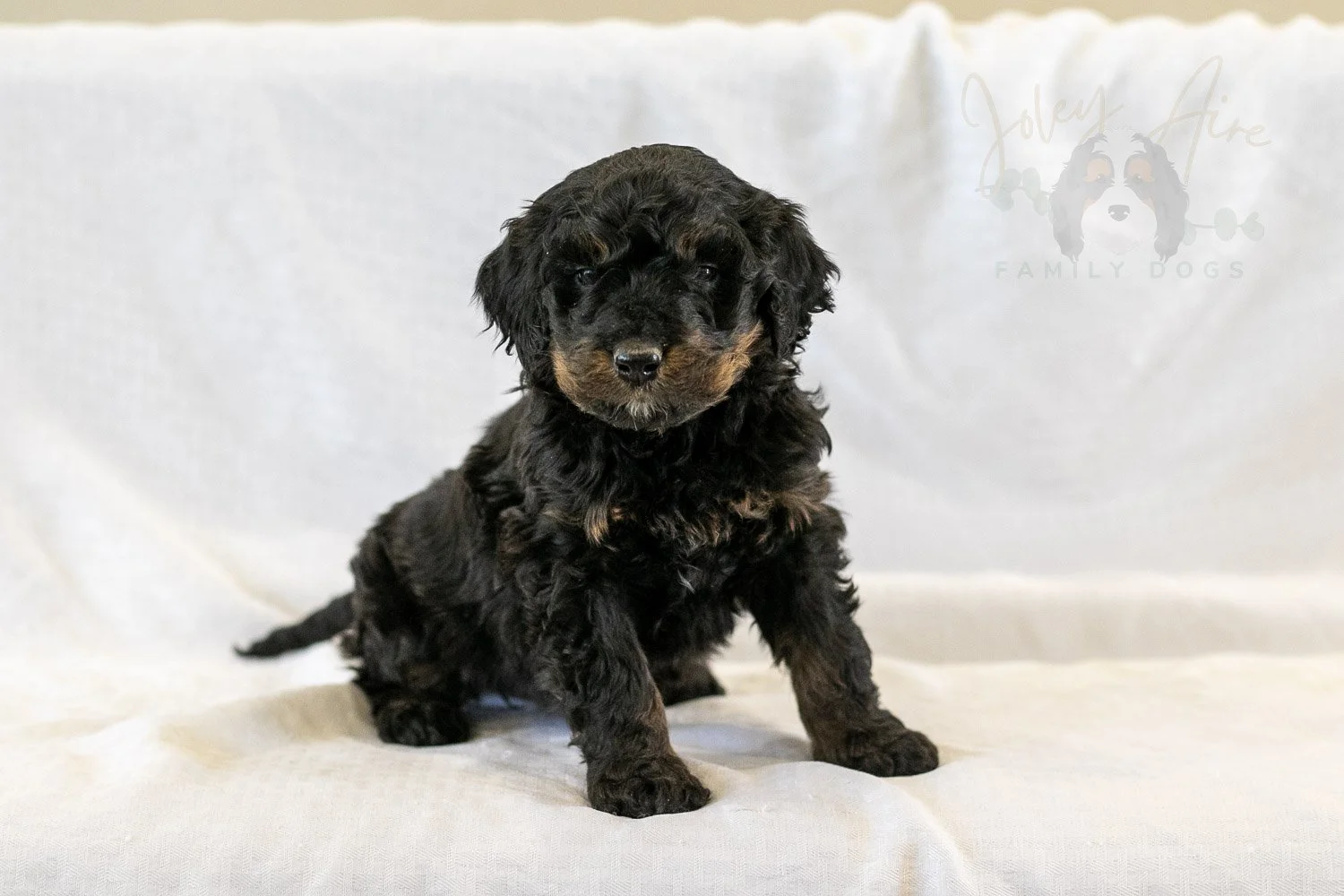 Aurora | Phantom Female F1 Bernedoodle Puppy – Illinois
