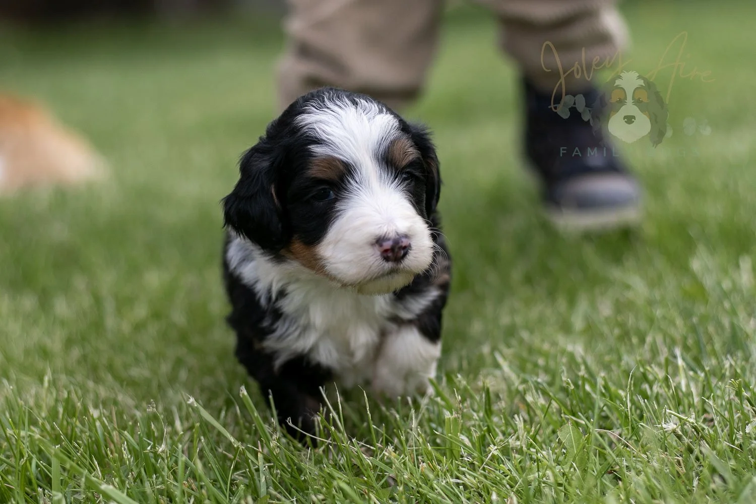 Harmonica Bernedoodle Puppy-20.jpg